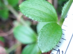 Galium rotundifolium