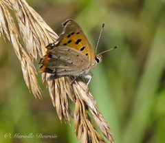 Lycaena phlaeas