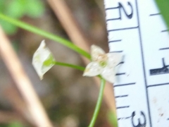 Galium rotundifolium