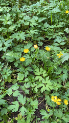 Ranunculus repens