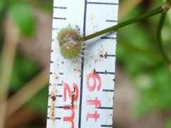 Galium rotundifolium