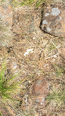 Calochortus howellii