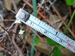 Galium rotundifolium
