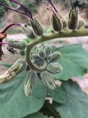 Wigandia ecuadorensis