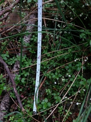 Galium rotundifolium