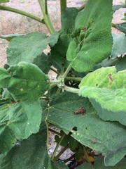 Wigandia ecuadorensis