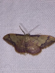 Idaea ostrinaria