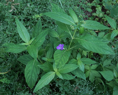 Ruellia strepens
