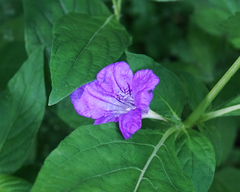 Ruellia strepens