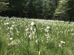Eriophorum latifolium