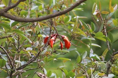 Erythrina falcata