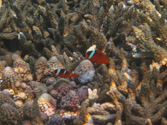 Amphiprion barberi