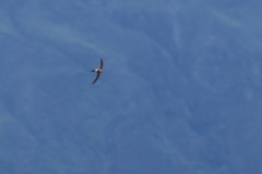Aeronautes andecolus