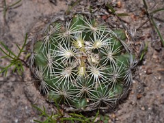 Coryphantha echinoidea