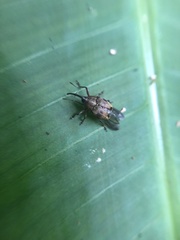 Geraeus
