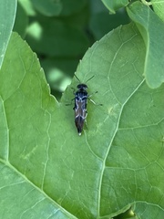 Glipa hilaris