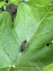 Glipa hilaris