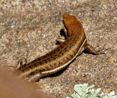 Trachylepis varia