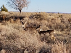 Odocoileus hemionus eremicus