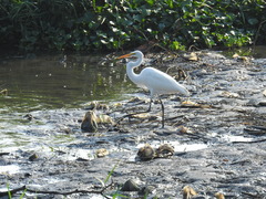 Ardea alba