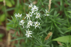 Sericocarpus linifolius