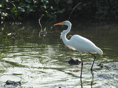 Ardea alba