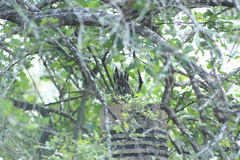 Megascops asio mccallii