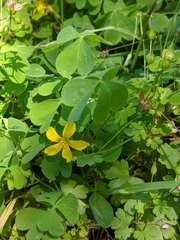 Oxalis suksdorfii