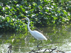 Ardea alba