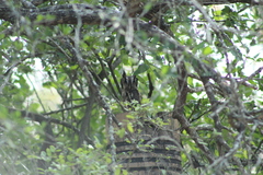 Megascops asio mccallii