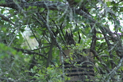 Megascops asio mccallii