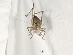 Atlanticus testaceus