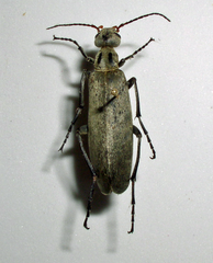Epicauta albida