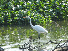 Ardea alba