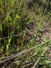 Ranunculus paludosus