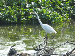 Ardea alba