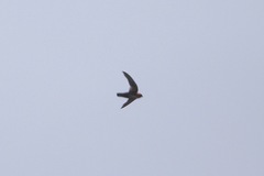 Streptoprocne rutila