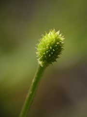 Ranunculus paludosus