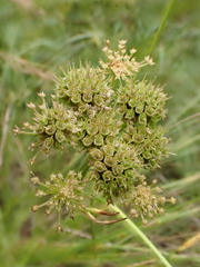 Oenanthe pimpinelloides
