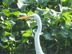 Ardea alba