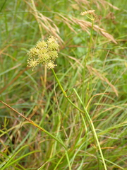Oenanthe pimpinelloides