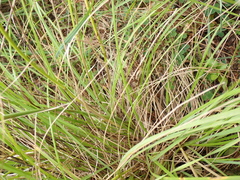 Oenanthe pimpinelloides