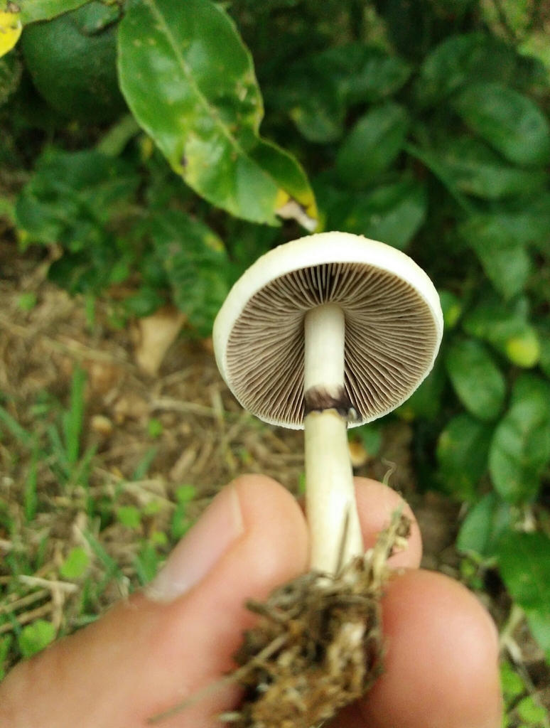 Psilocybe cubensis · June 2021 · photo: © danielmesa1 (iNaturalist, cc-by)
