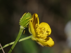 Ranunculus paludosus