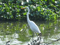 Ardea alba