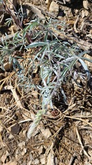 Lupinus elatus