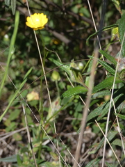 Ranunculus paludosus