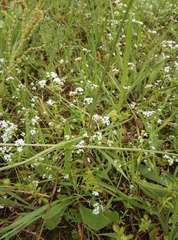 Galium palustre palustre
