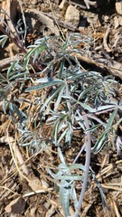 Lupinus elatus