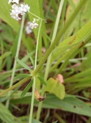 Galium palustre palustre